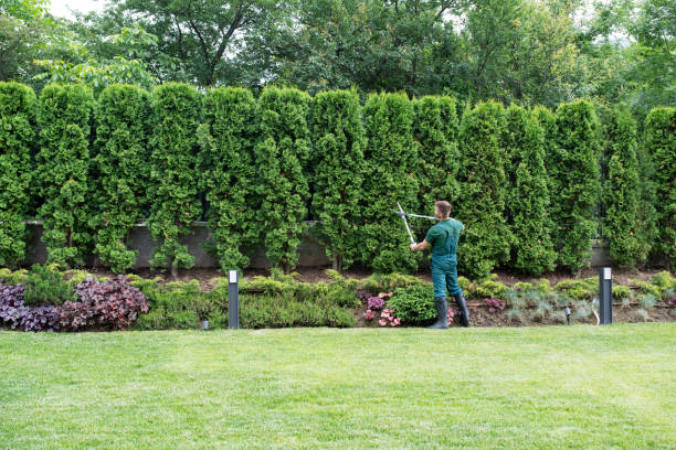 Lawn Renovation and Restoration in River Oaks, TX